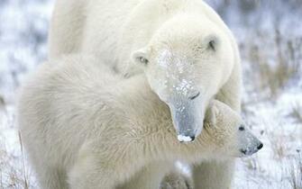 Beautiful Wallpaper Polar Bear