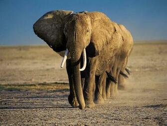 Gallery For Gt Elephant Wallpaper