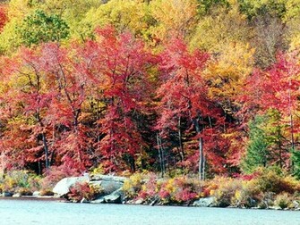 Fall Foliage Wallpaper Group Picture Image By Tag Keywordpictures