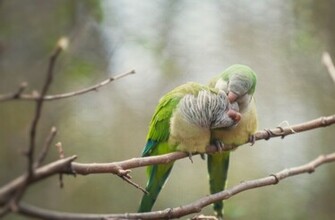 Beautiful Love Birds Wallpaper Inspire Information