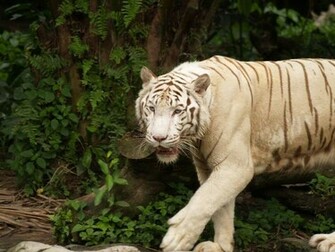 White Tiger All Wallpaper Are High Quality Awesome And To