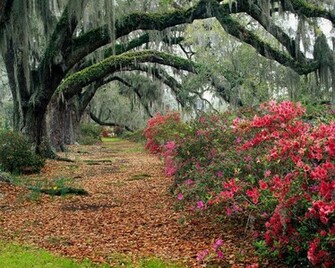 Desktop Wallpaper Background Beautiful Nature