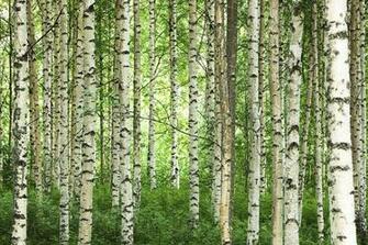 Clear Birch Forest Wall Mural Photo Wallpaper Photowall
