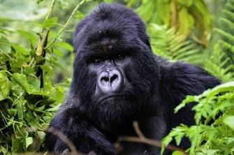 Silverback Mountain Gorilla Wallpaper Desktop Tracking The