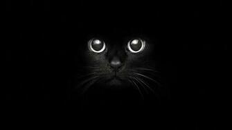 Cat Nose Whiskers Wallpaper