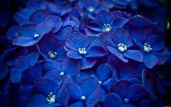 Flowers Macro Watermark Blue Hydrangeas Wallpaper Background