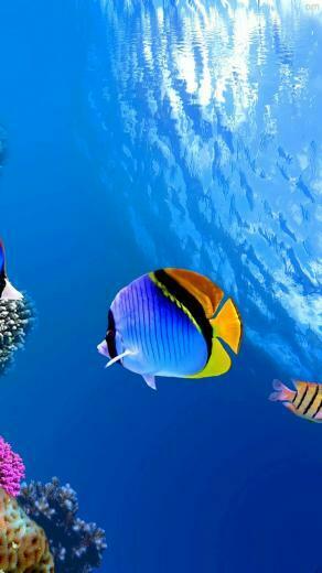 Homestead Aquarium Wallpaper Nature Fish Beach