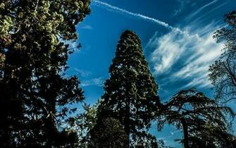 Tall Trees Wallpaper
