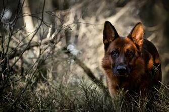 Dog Forest German Shepherd Wallpaper