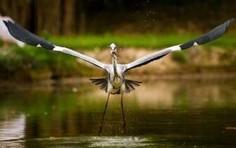 Stork Bird Wallpaper Px HDwallsource