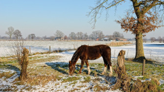 Farm Animals Wallpaper