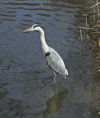 Heron Pictures Wallpaper Of