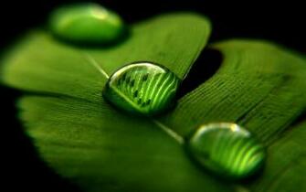 Green Nature Close Up Leaves Water Drops Macro Wallpaper