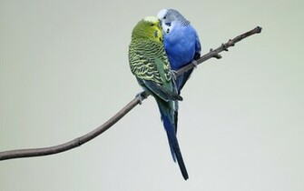 Kissing Budgies Wallpaper HD