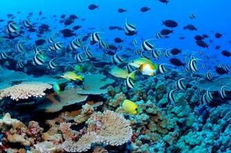 Wallpaper Background Capture Fish Sell Aquarium Owners Globe