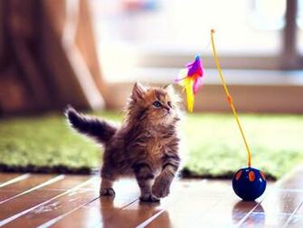 Beautiful Cute Windows HD Wallpaper All For