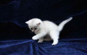 Cell Phone Screensavers Wallpaper Cats Android To