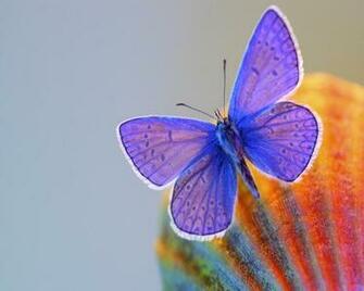 Beautiful Butterfly HD Wallpaper For Desktop