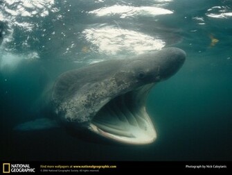 Shark Picture Desktop Wallpaper
