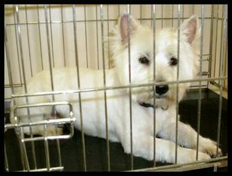 Westie Dogs Wallpaper Background Desktop