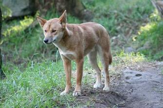 Dingo Wikiwand