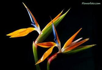 Birds Of Paradise Flower Wallpaper Bird