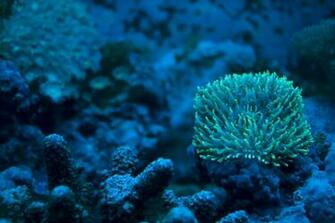 Sea Life Computer Wallpaper Desktop Background Id