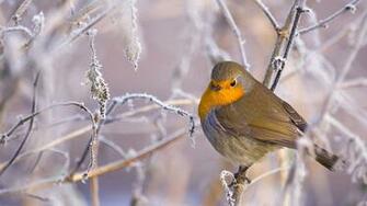 Wundersch Ne Winter Wallpaper Themes Zum Bilder Desktop
