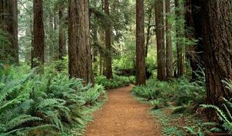 Olympic National Park Wallpaper Freshwallpaper