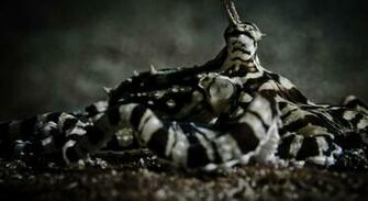 Mimic Octopus Pictures And Wallpaper Animals Library
