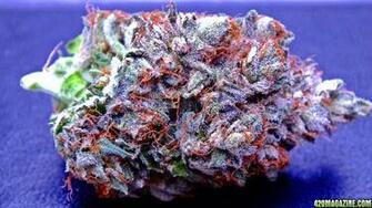 Purple Kush Wallpaper Image And Wizdom Drake