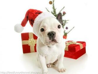 Cute And Funny Pictures Of Animals Christmas Dogs