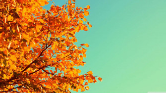 Cute Autumn Wallpaper