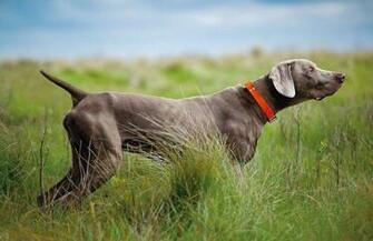 Weimaraner Wallpaper