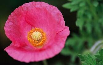 Cute Nature Wallpaper For Laptops