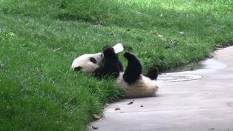 Panda Pandas Baer Bears Baby Cute Wallpaper
