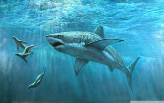 Great White Shark HD Wallpaper