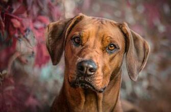 Rhodesian Ridgeback HD Wallpaper Background Image