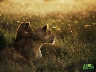 Funny Wallpaper HD Lion Cub