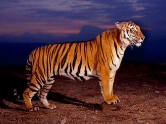 Best Desktop HD Wallpaper Tiger