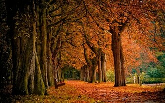 Autumn Scenery Background