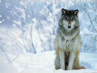 Wolf Wallpaper Desktop HD In Animals Imageci