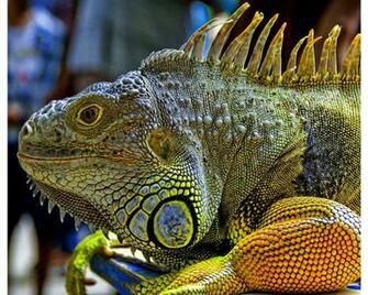 Green Iguana Wallpaper