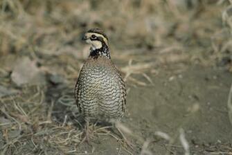 Quail Computer Wallpaper Desktop Background
