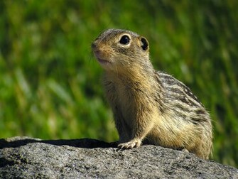 Beautiful Wallpaper Squirrels