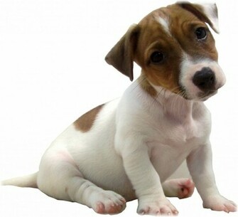 Jack Russell Puppy