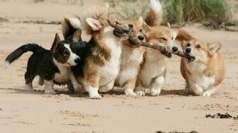 Share The Post Corgi HD Wallpaper For Desktop