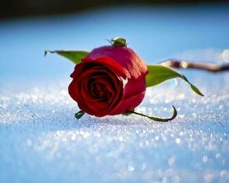 Category Nature Subcategory Winter HD Wallpaper Tags Green Red