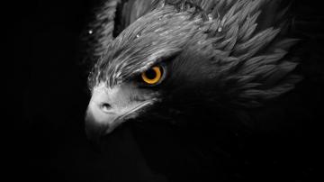 Birds Animals Selective Coloring Eagle Wallpaper