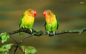 Lovebirds Wallpaper